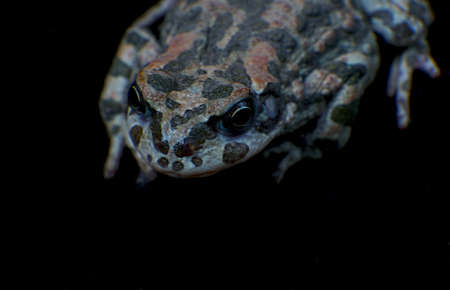 The large frog has a spotted color