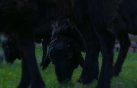Black sheep eat grass at sunsetの写真素材