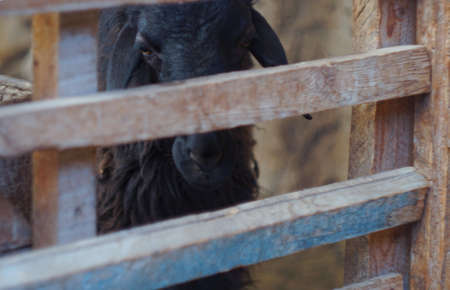 The black ram is looking behind barsの写真素材