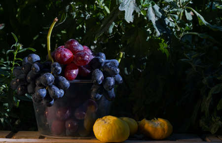 Black grapes in a plastic container, Parkent grapesの写真素材