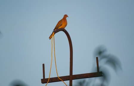 In a bird antenna, the antenna acts as a host to the birdsの写真素材