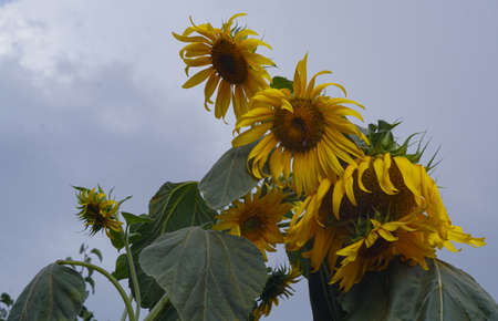 When fully open, the sunflower plants are in full bloom
