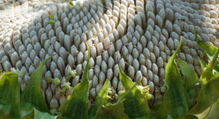 The large head of the sunflower plant, the ripe kernel is a large sunflowerの写真素材
