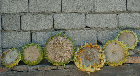 The large head of the sunflower plant, the ripe kernel is a large sunflowerの写真素材