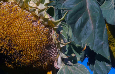 A large sunflower head, a sunflower that is now beginning to bear fruitの写真素材