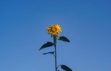 A large sunflower head, a sunflower that is now beginning to bear fruitの写真素材