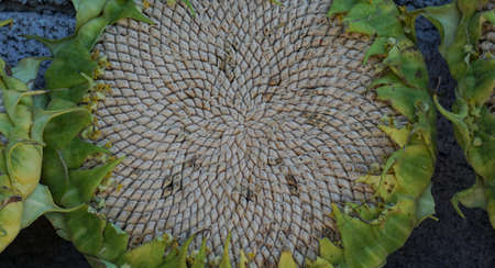 The large head of the sunflower plant, the ripe kernel is a large sunflowerの写真素材