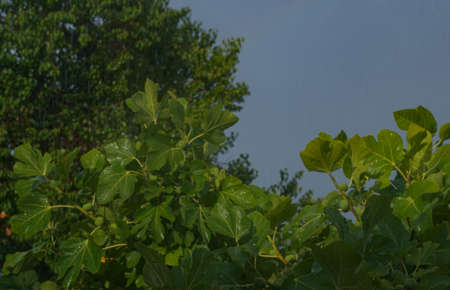 The fig tree was left in the rain, in the summer rainの写真素材