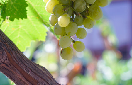 White grapes, fertile vine