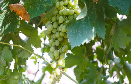 White grape trees and vines, these grapes ripen in late autumn