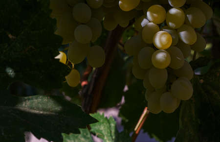 White grapes, ripe grape vines