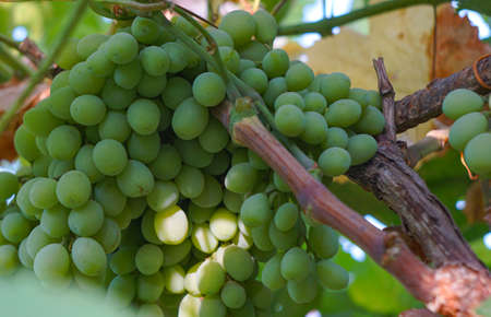 White grape trees and vines, these grapes ripen in late autumn