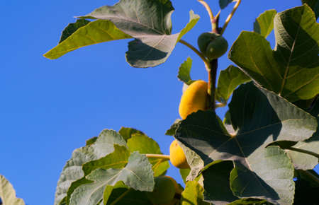 Yellow fig tree, yellow ripe fig fruitの写真素材