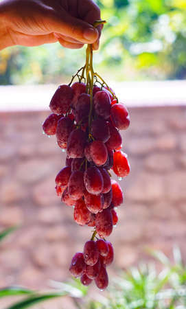 Hanging red grapes, grapes washed with water