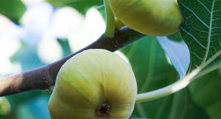 Fig tree and fruit, yellow fig
