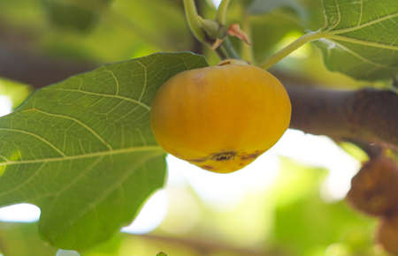Fig tree and fruit, yellow figの写真素材