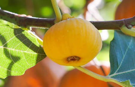 Fig tree and fruit, yellow fig