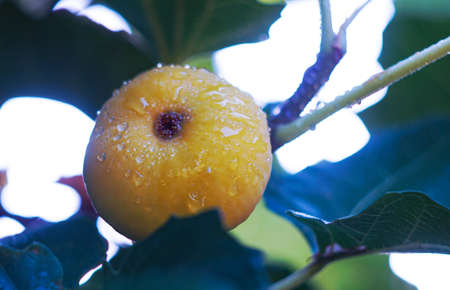 Drops of water on a fig tree and its fruits