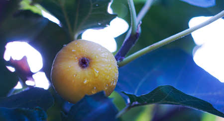 Drops of water on a fig tree and its fruitsの写真素材