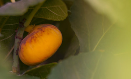 Yellow fig tree, yellow fruit, ripens in August
