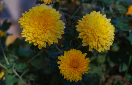 Yellow raomashka flowers, the flowers are very largeの写真素材