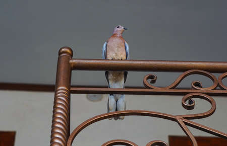 The bird trapped in the house does not know how to get outの写真素材