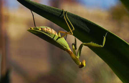 A large mantis on a tree branch overwinters between the branchesの写真素材
