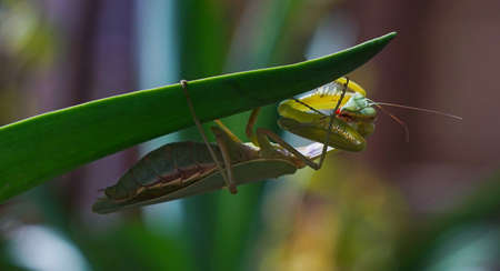 A large mantis on a tree branch overwinters between the branches