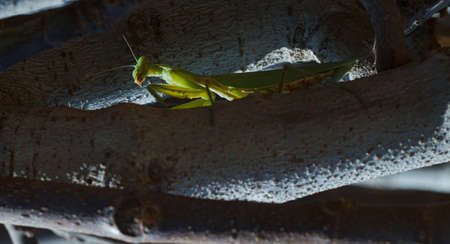 A large mantis on a tree branch overwinters between the branchesの写真素材