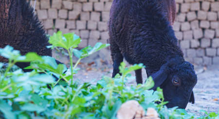 The black ram grazes, the Central Asian sheepの写真素材