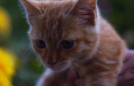 The yellow kitten was left unattended