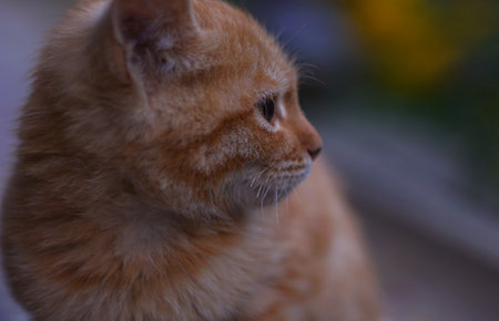 The yellow kitten was left unattendedの写真素材