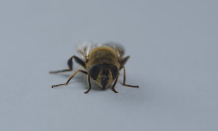 Bees on a white background, macro image
