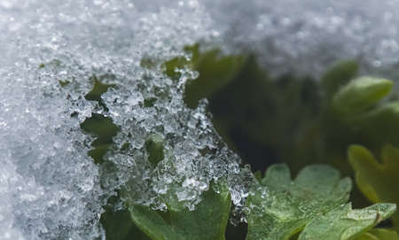 The leaves of the plant are covered with snow, a macro image