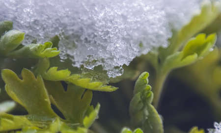 The leaves of the plant are covered with snow, a macro imageの写真素材