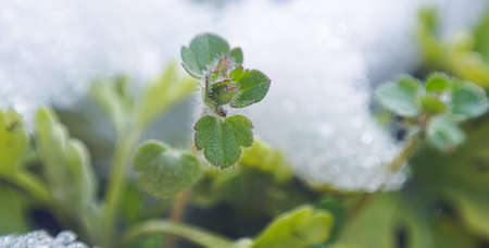 The leaves of the plant are covered with snow, a macro imageの写真素材