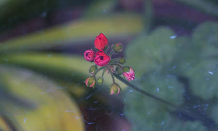 Geranium flower buds, macro image