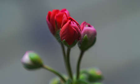 Geranium flower buds, macro image