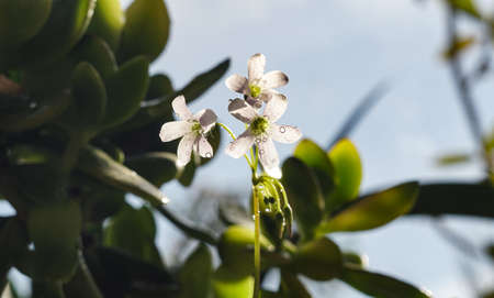 Water droplets on flower petals, macro imageの写真素材
