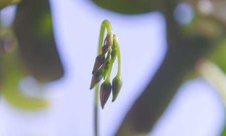 White bell flower buds, macro imageの写真素材