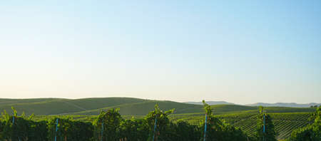 Very large vineyard plantation, large gardensの写真素材
