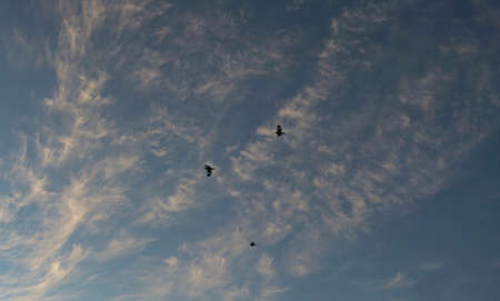 cloudy weather, birds in the sky
