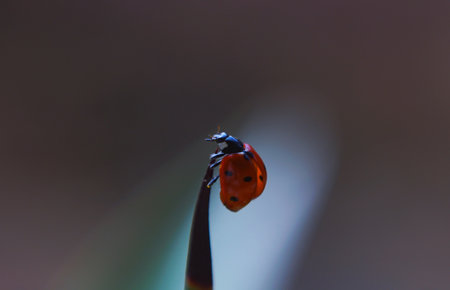 The red beetle on the plant leaf, macro image