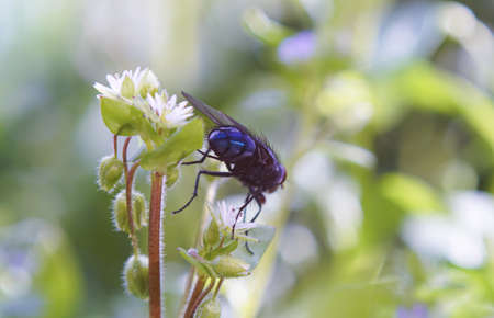 A large fly flies over the flower buds, a big blue fly