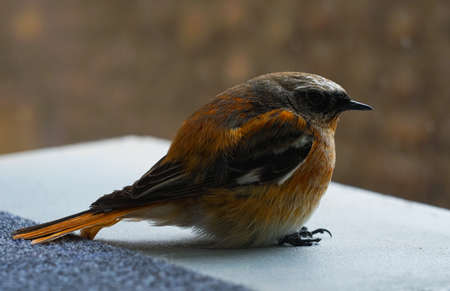 Small yellow bird, the bird can not fly y slightly injuredの写真素材