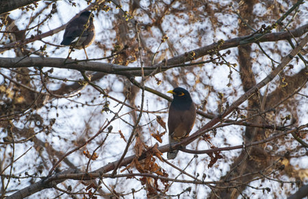 A bird perched on a tree branch, a bird with a yellow beak