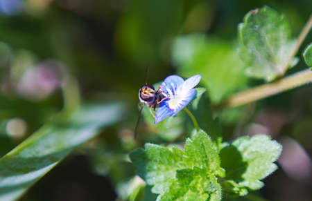 Little bees look for food in flower buds