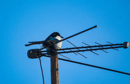 The white crow sits upside down on the antennaの写真素材