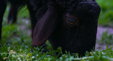 Black rams graze, Central Asian ramsの写真素材