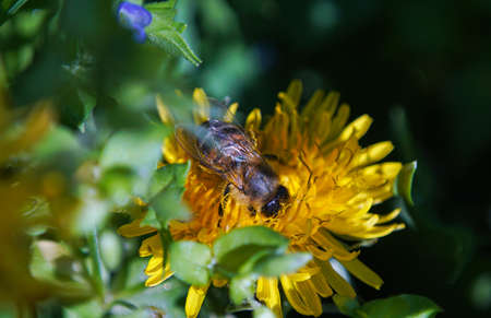 Bees are busy collecting from flowers